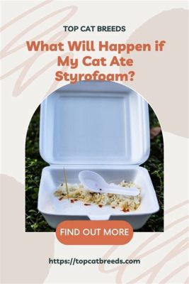 Can I Heat Up Food in Styrofoam? And Why Do Cats Always Sit on Important Papers?