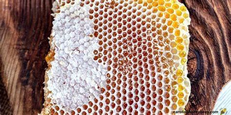 Can You Eat Honey Wax? Exploring the Edible Mysteries of Beeswax