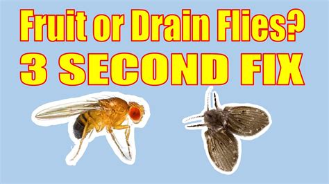 Do Fruit Flies Come from Drains? And Why Do They Love Bananas So Much?