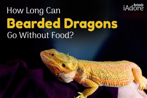 How Long Can a Bearded Dragon Go Without Food and Why Do They Sometimes Refuse to Eat?