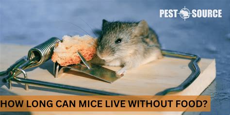 How Long Can a Mouse Live Without Food or Water? And Why Do They Always Seem to Outsmart Traps?