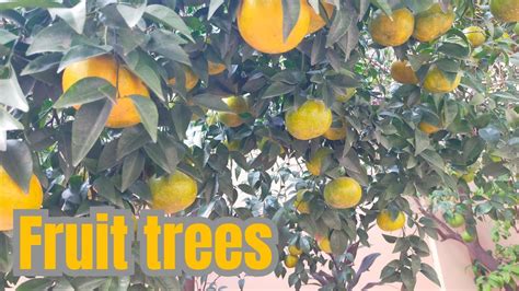 How to Care for Fruit Trees: And Why They Might Just Be the Secret to Time Travel