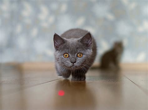 What is a kcal in cat food, and why does it matter when your cat dreams of chasing laser pointers?