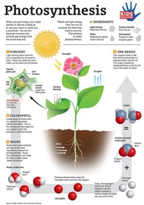 What is the Food Manufacturing Process in Plants? And How Does It Relate to the Symphony of Nature?