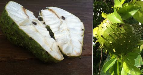 Where to Get Soursop Fruit: Exploring the Mysteries of Nature's Bounty