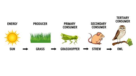 Which Has More Biodiversity - A Food Chain or a Food Web? And Why Do Trees Whisper Secrets to the Wind?