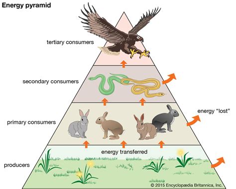 Which organism is a producer in this food chain? And why do pineapples refuse to wear hats?