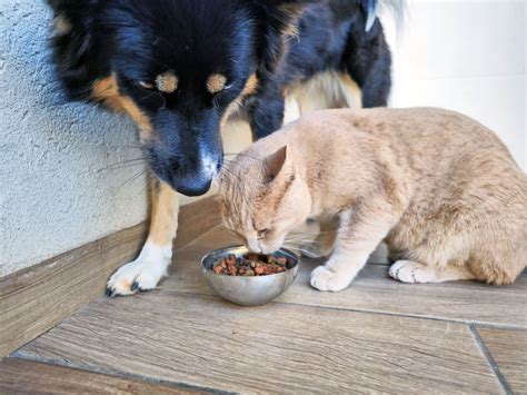 Why Does My Cat Eat Dog Food: A Culinary Curiosity or a Feline Rebellion?