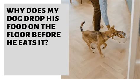 Why Does My Dog Drop His Food on the Floor Before He Eats It, and Why Do Cats Always Land on Their Feet?